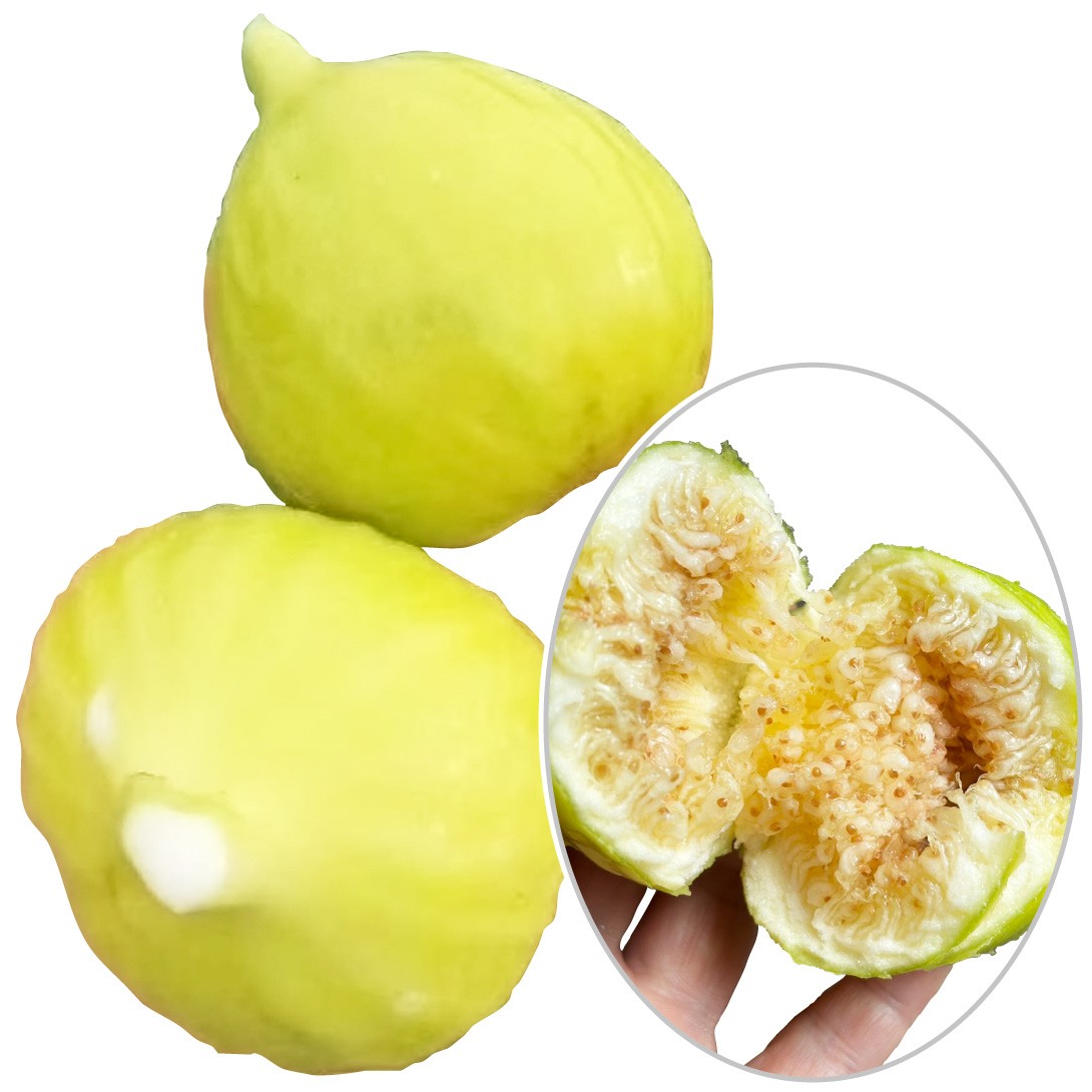 果樹苗 イチジク ディアンナ 1株