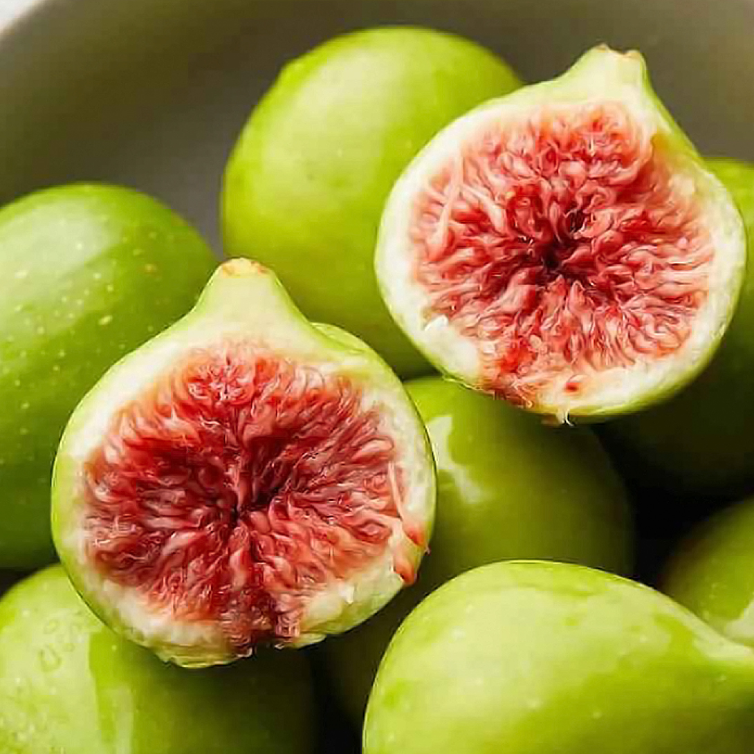 果樹苗 イチジク 青皮(チンピ) 1株