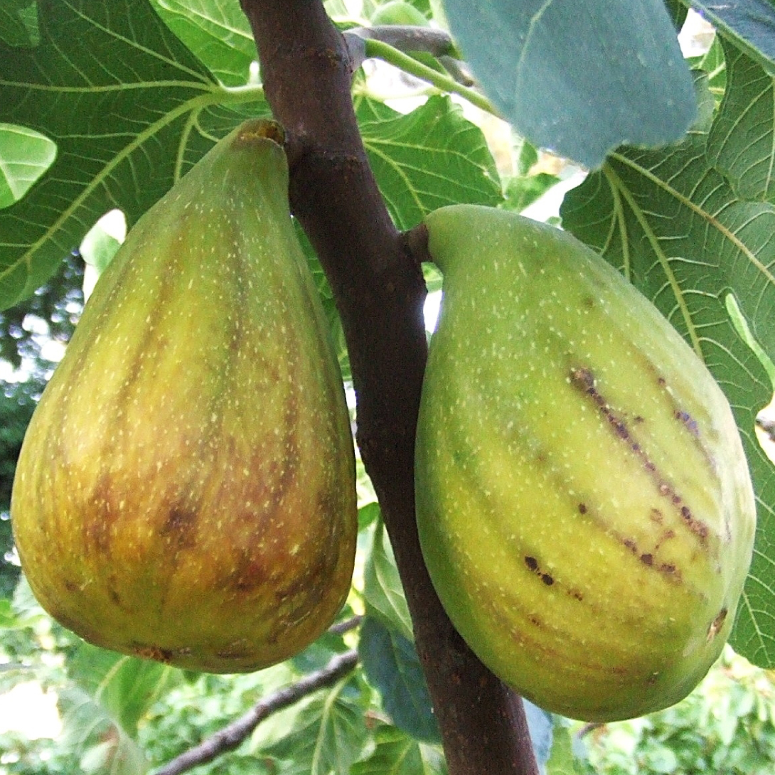 果樹苗 イチジク ダルマティ 1株