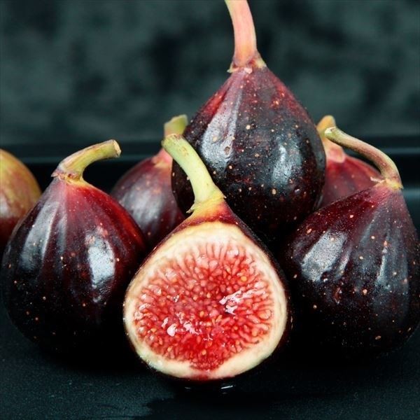 果樹苗 イチジク ロンドボーデックス 1株