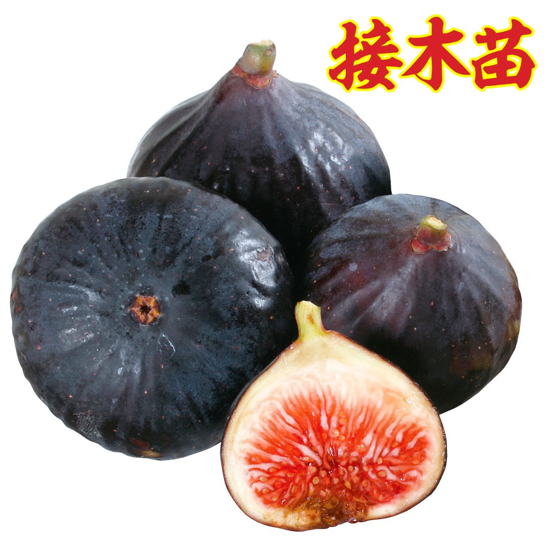 果樹苗 イチジク ビオレーソリエス 接木苗 1株