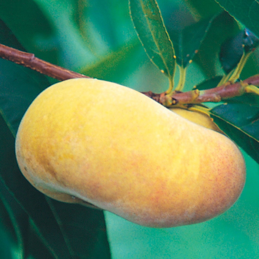 果樹苗 モモ 黄金蟠桃 富士野生桃R 1株