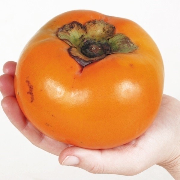 果樹苗 カキ 完全甘柿 太秋 1株