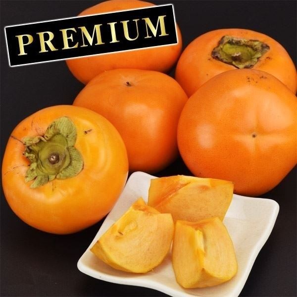 果樹苗 カキ 完全甘柿 輝太郎PVP プレミアム苗 1株