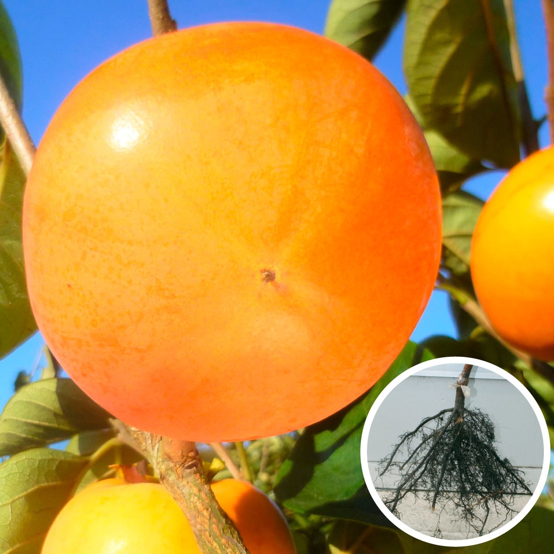 果樹苗 カキ 甘柿 麗玉PVP 1株