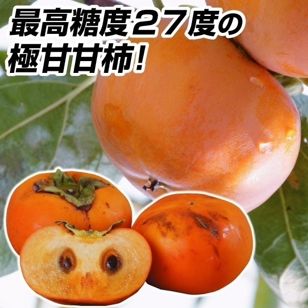 果樹苗 カキ 完全甘柿 恋姫 1株