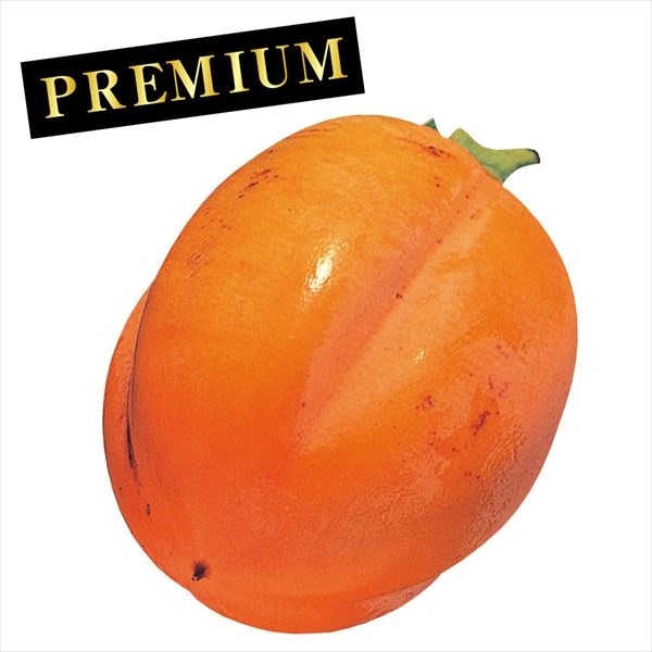 果樹苗 カキ 渋柿 タネなし西条 プレミアム苗 1株