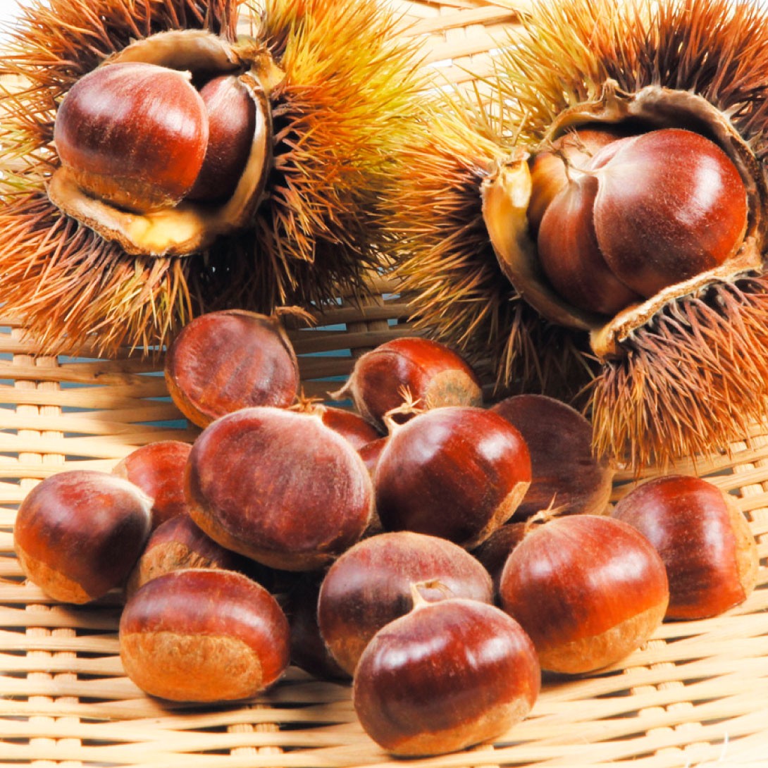 果樹苗 クリ 万点甘栗 1株