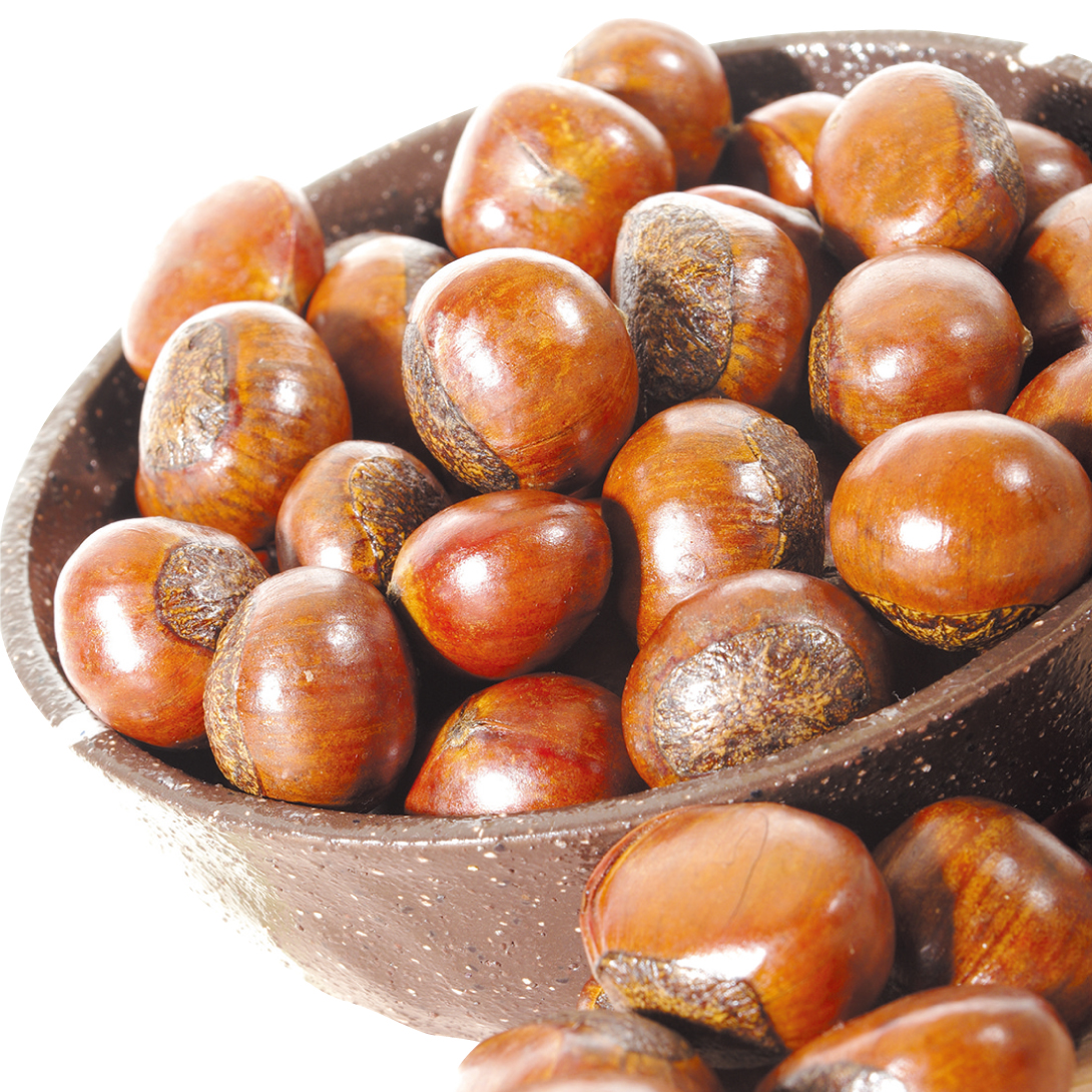 果樹苗 クリ 岡山3号 1株