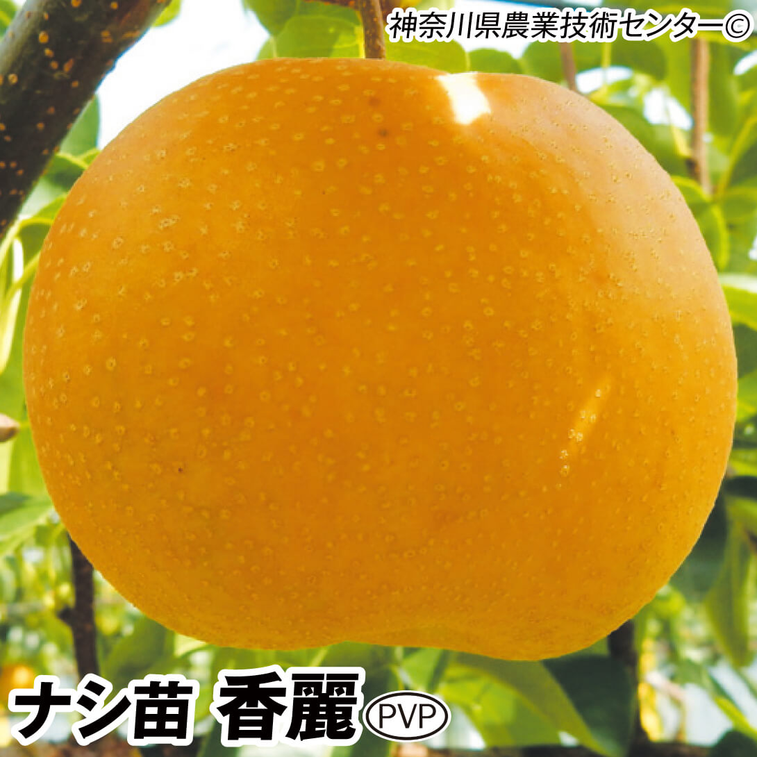 果樹苗 ナシ 香麗PVP 1株