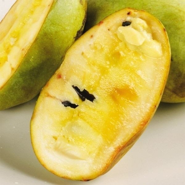 果樹苗 ポポー NC-1 1株