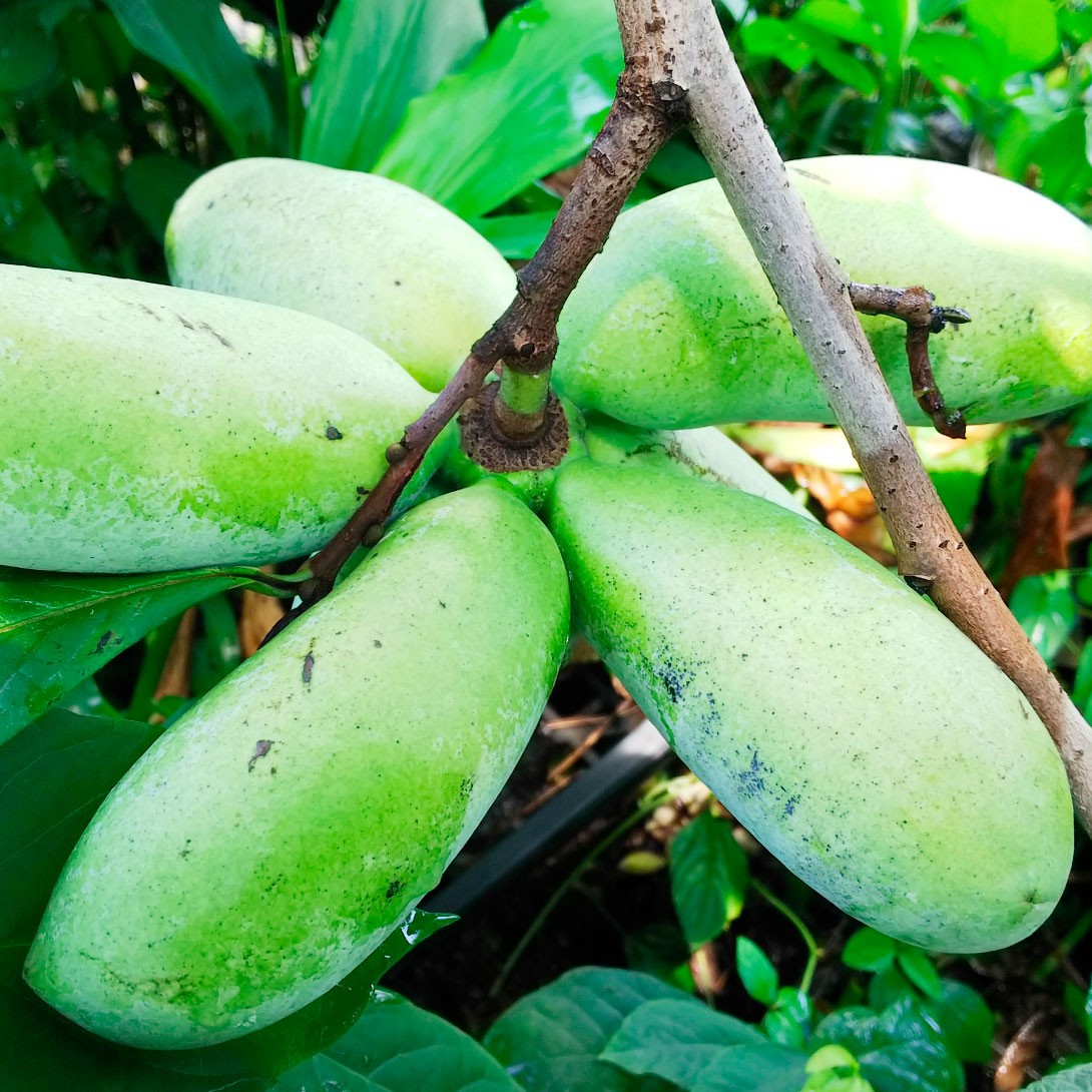 果樹苗 ポポー (ポーポー) スイベルR ビックバナナ 1株