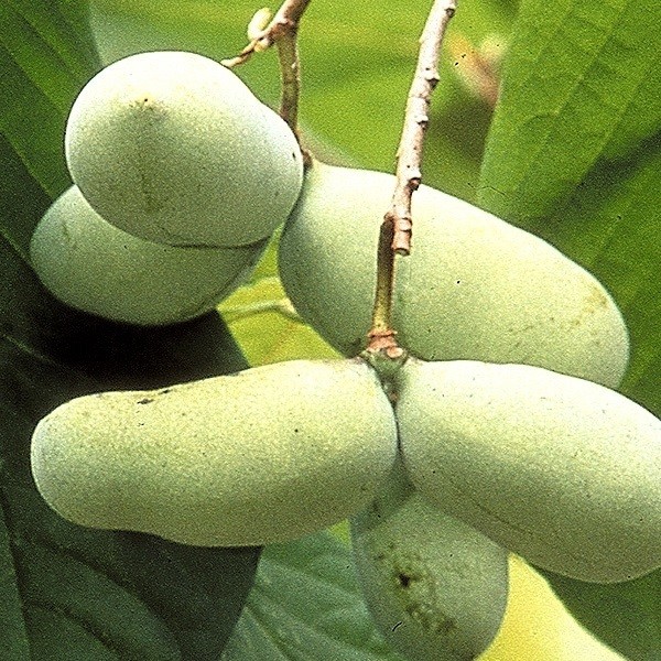 果樹苗 ポポー レベッカズゴールド 1株