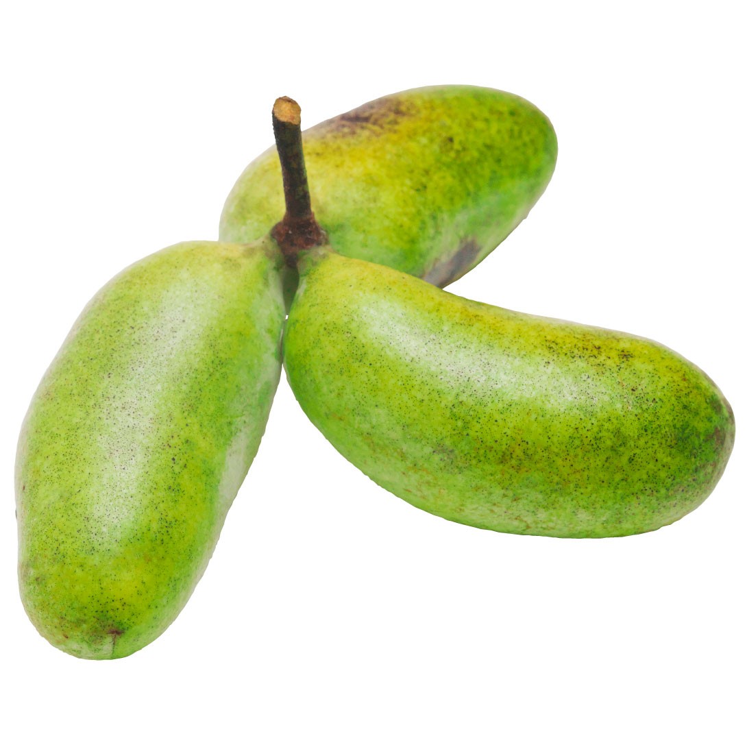 果樹苗 ポポー (ポーポー) 実生苗 1株