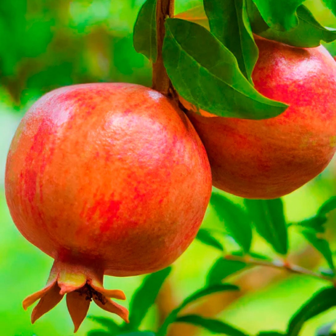 果樹苗 ザクロ ベン ハー(外) 1株