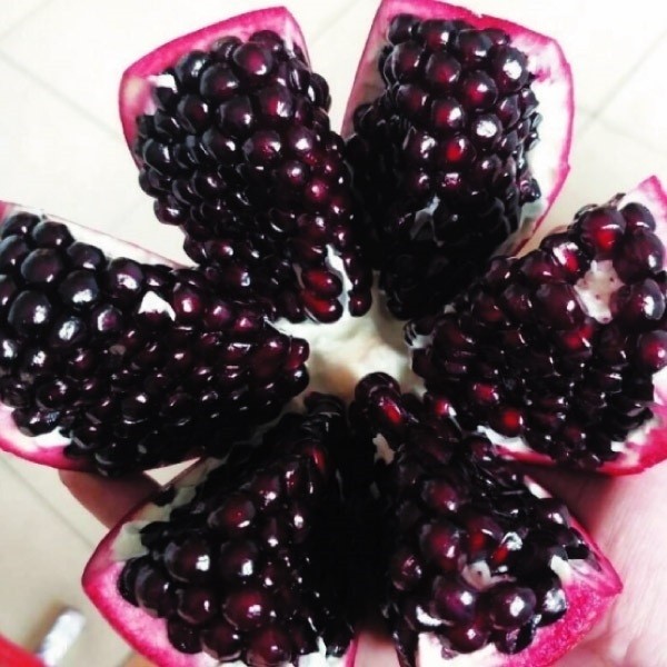 果樹苗 ザクロ 中農黒粒ザクロ 1株