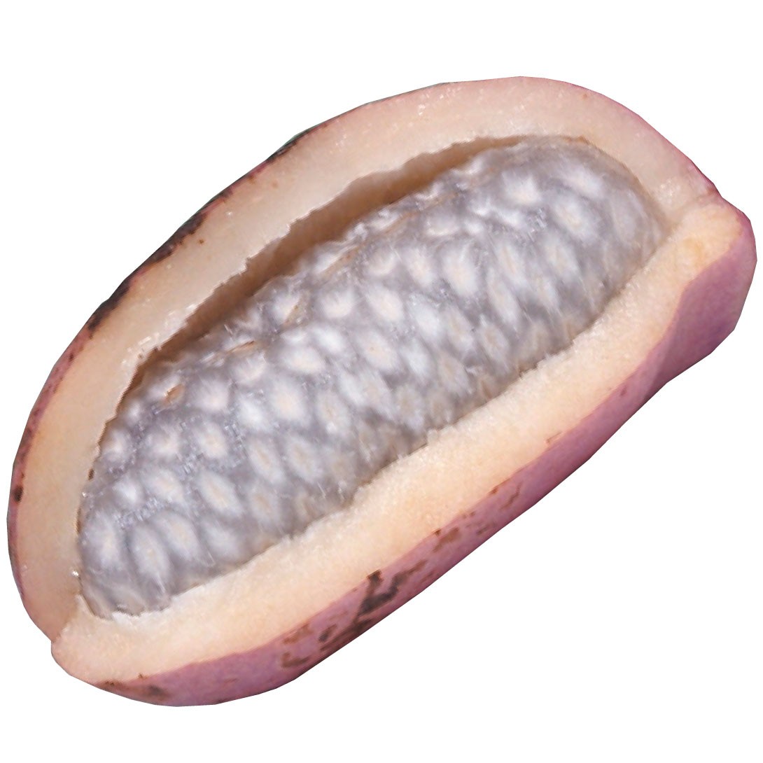 果樹苗 アケビ 三葉アケビ 1株