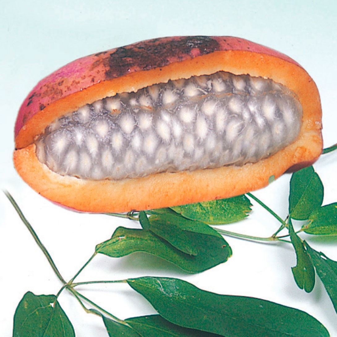 果樹苗 アケビ 五葉アケビ 1株