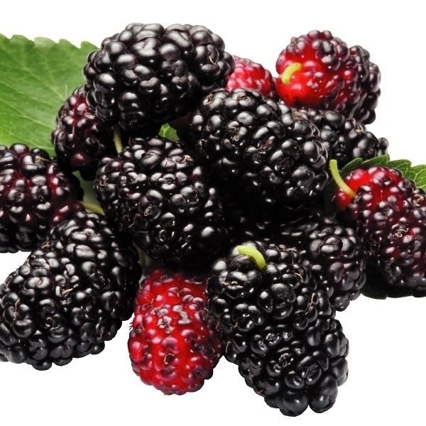 果樹苗 クワ シャルロットリュス 1株