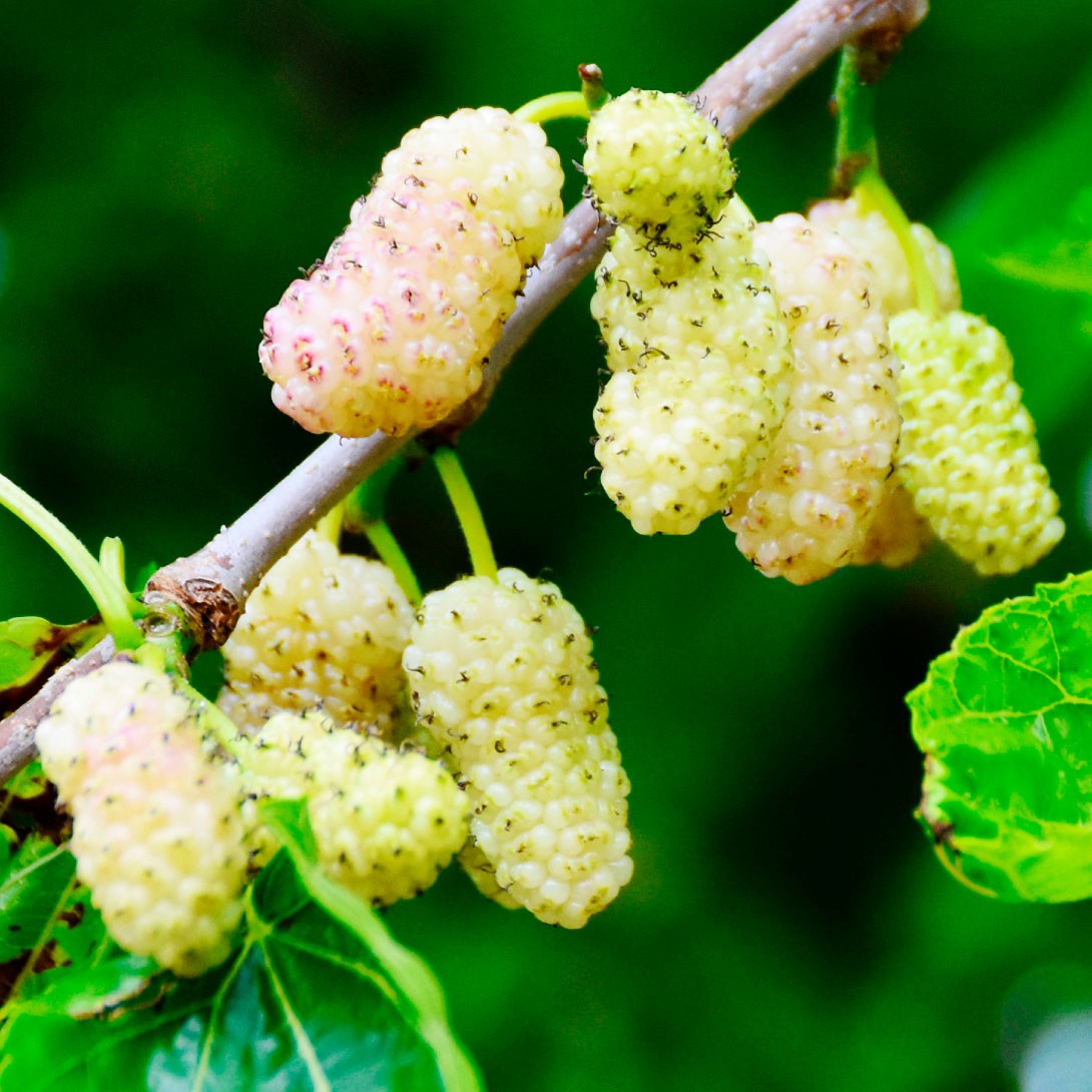 果樹苗 クワ アナトリアン 1株