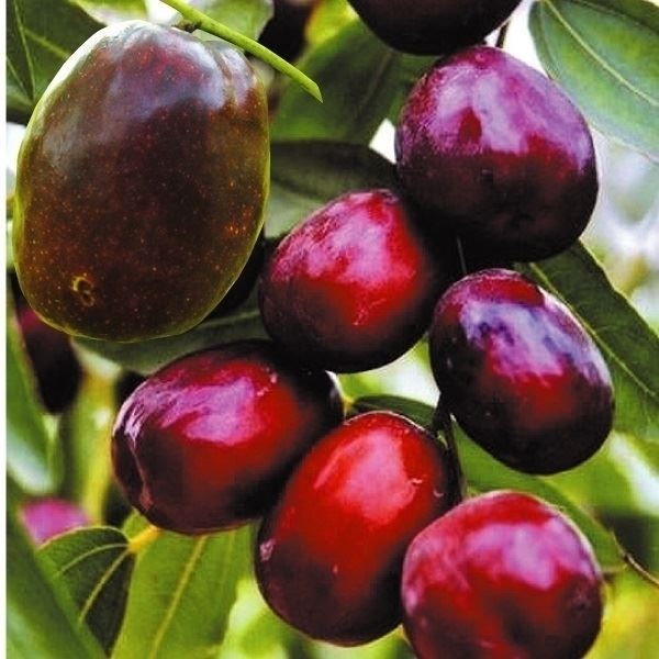 果樹苗 ナツメ 黒仙棗