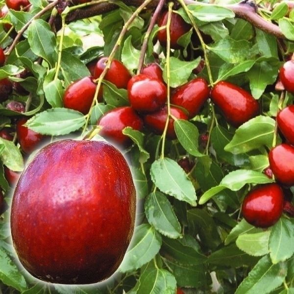 果樹苗 ナツメ 中華大龍棗