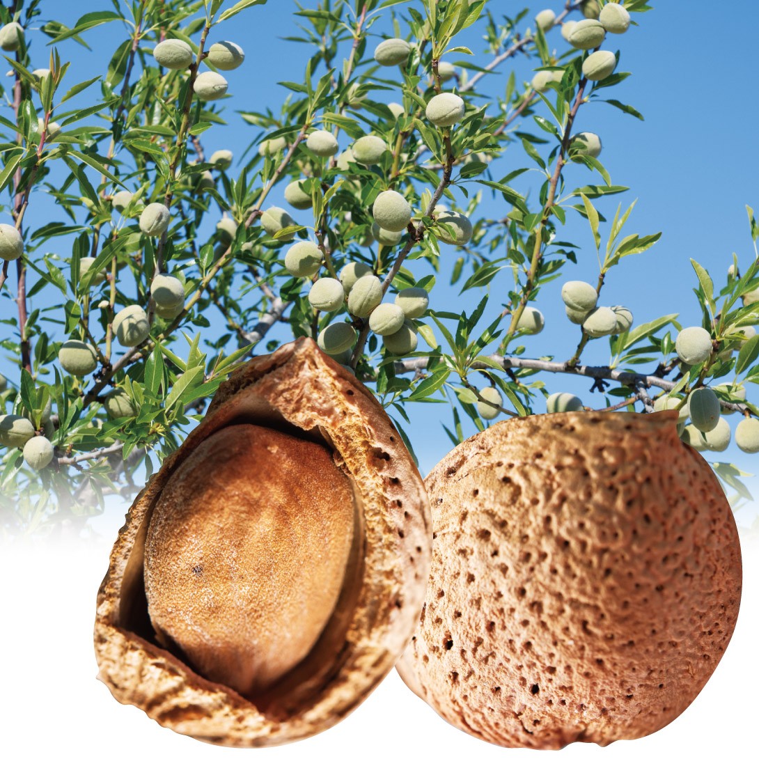 果樹苗 アーモンド マルコナ 1株