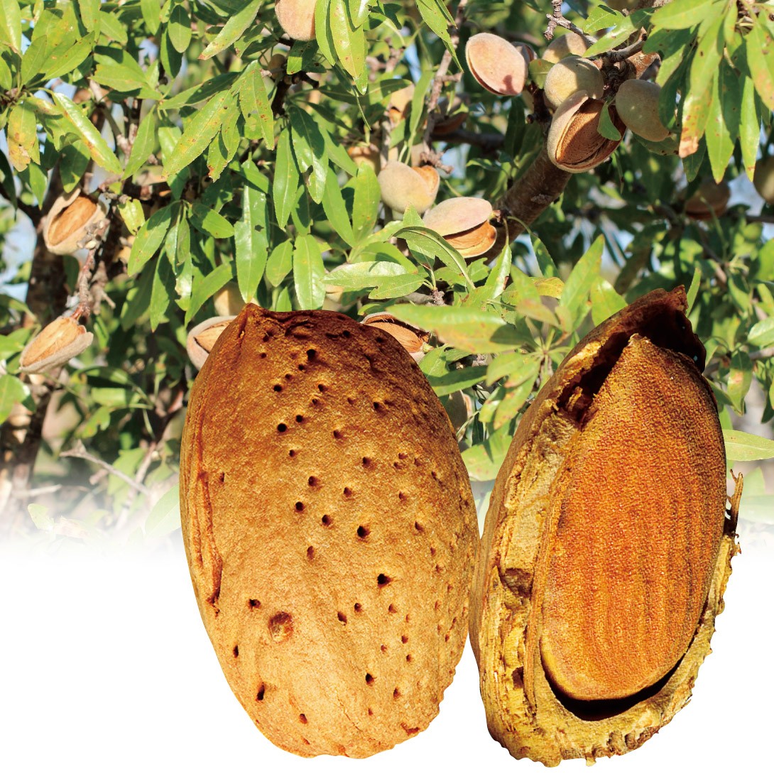 果樹苗 アーモンド ブランケルナ 1株