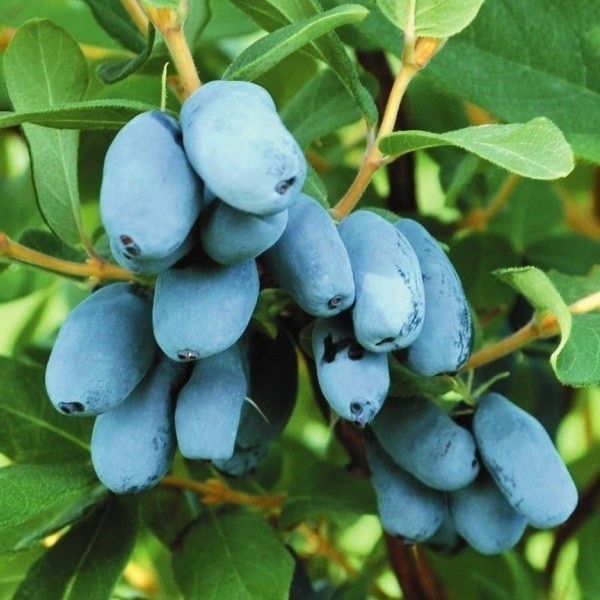 果樹苗 ハスカップ ボレアル ビースト 1株