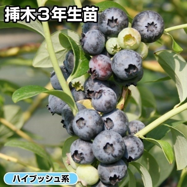 果樹苗 ハイブッシュ系ブルーベリー コビル 挿木3年生苗 1株