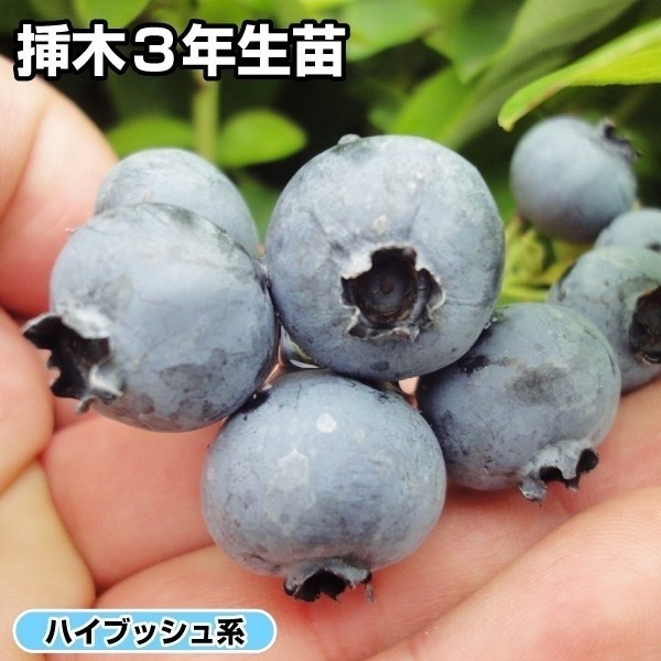 果樹苗 ハイブッシュ系ブルーベリー ハーバート 挿木3年生苗 1株