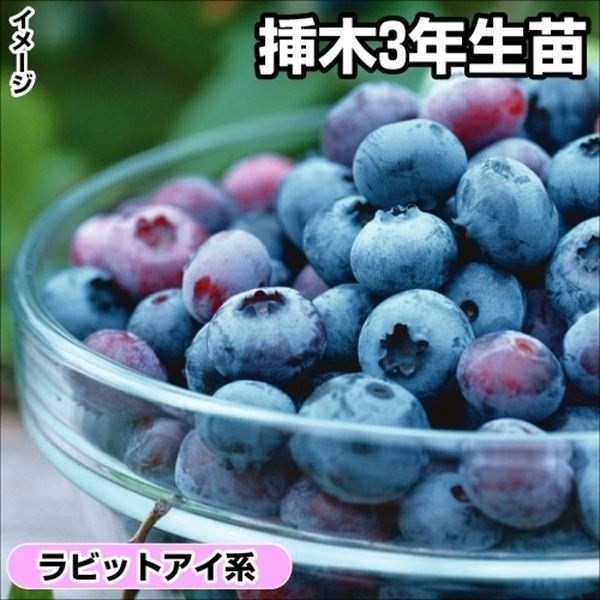 果樹苗 ラビットアイ系ブルーベリー キャラウェイ 挿木3年生 1株