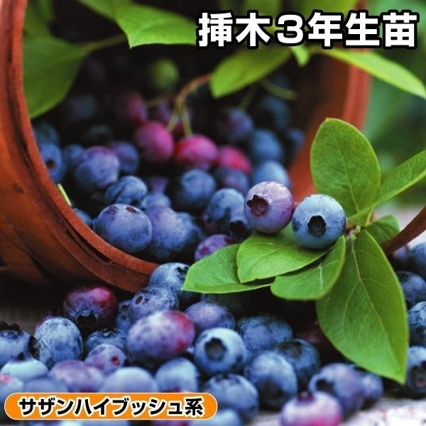 果樹苗 サザンハイブッシュ系ブルーベリー サンプソン 挿木3年生苗 1株