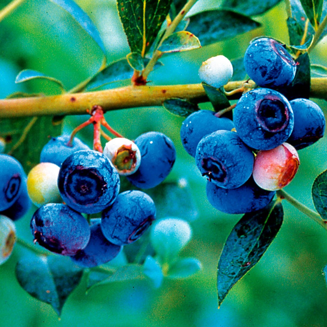 果樹苗 ラビットアイ系ブルーベリー ブルーマルR 挿木3年生苗 1株