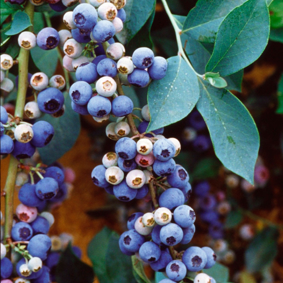 果樹苗 ラビットアイ系ブルーベリー ウィトゥ 挿木3年生苗 1株