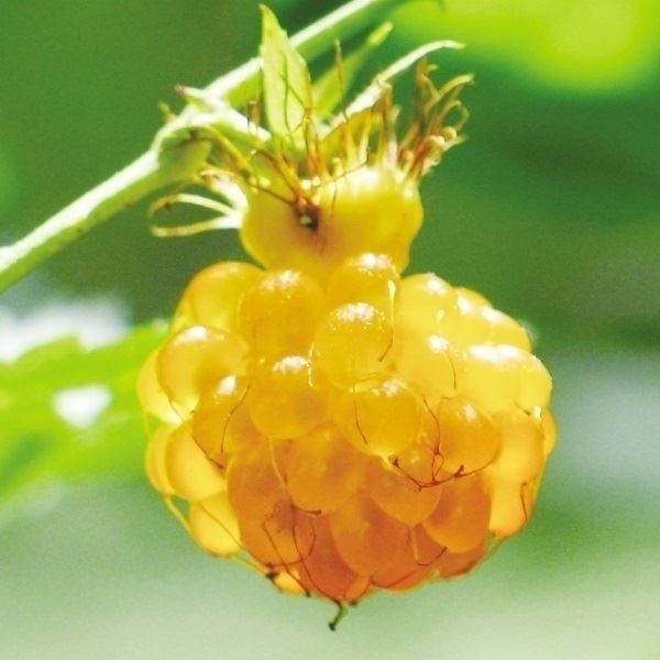 果樹苗 キイチゴ モミジイチゴ 1株