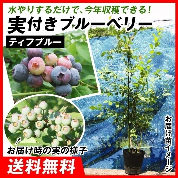 果樹苗 ラビットアイ系ブルーベリー ティフブルー 実つき 1株 送料無料