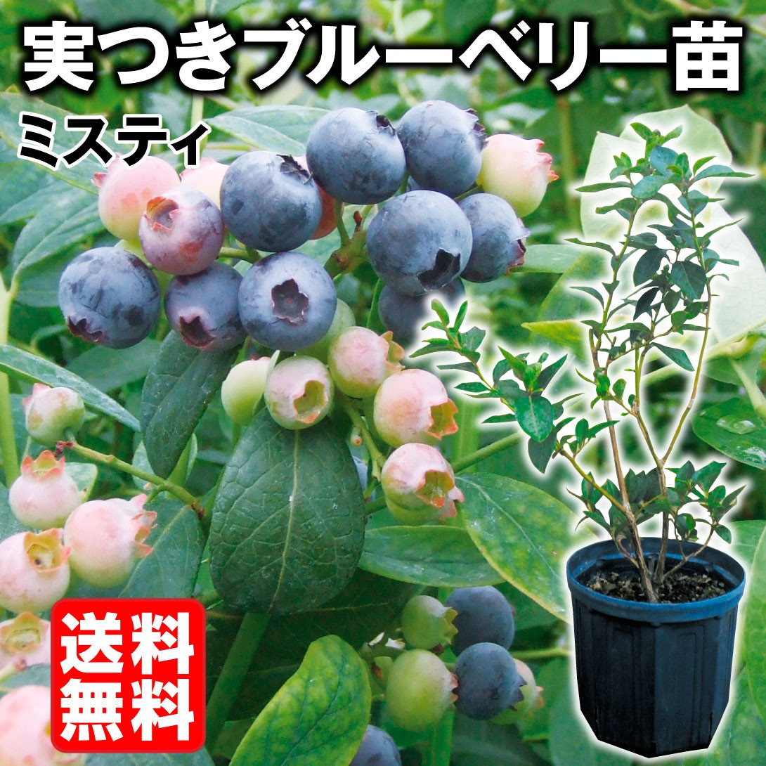果樹苗 サザンハイブッシュ系ブルーベリー ミスティ実つき 1株 送料無料