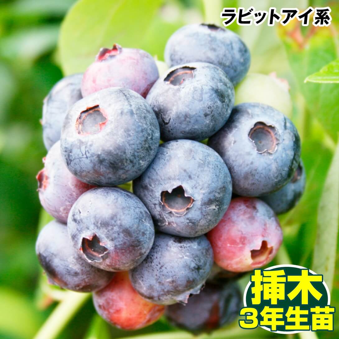 果樹苗 ラビットアイ系ブルーベリー ブライトウェル挿木 3年生苗 1株 送料込み