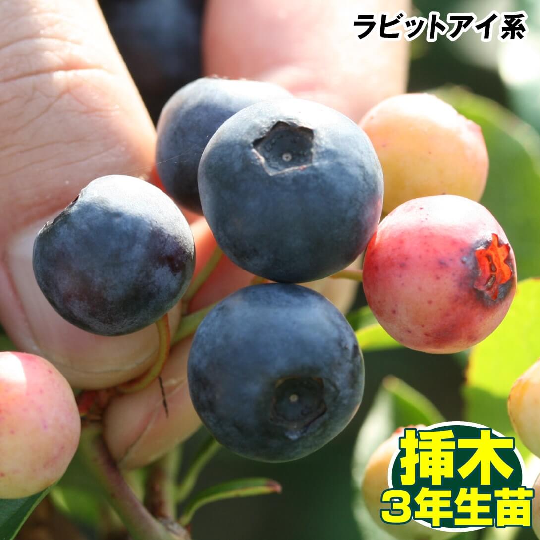 果樹苗 ラビットアイ系ブルーベリー バルドウィン 挿木3年生苗 1株 送料込