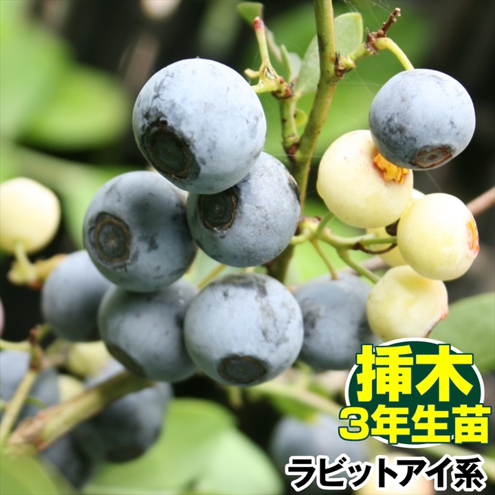 果樹苗 ラビットアイ系 ブルーベリー ティフブルー 挿木3年生苗 1株 送料無料