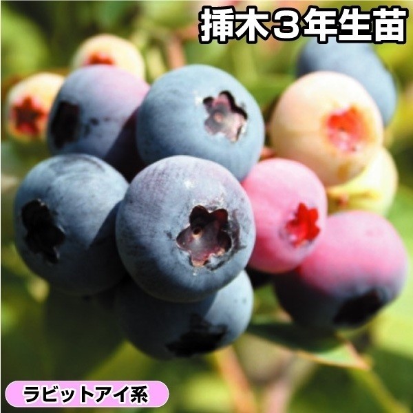 果樹苗 ラビットアイ系ブルーベリー ブルーシャワー 挿木3年生苗 1株 送料無料