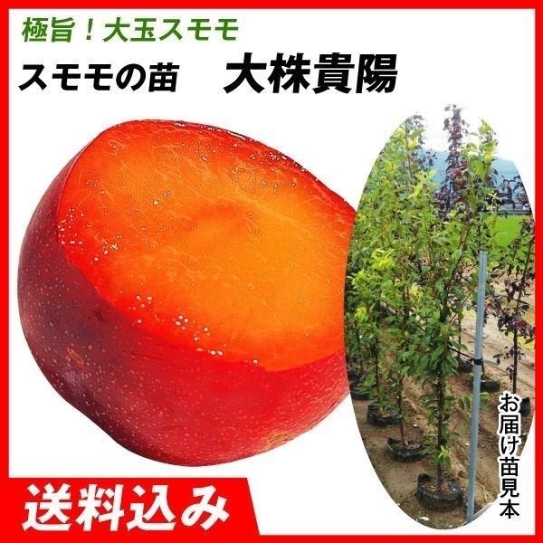 果樹苗 大株スモモ 大株貴陽 1株 送料込み