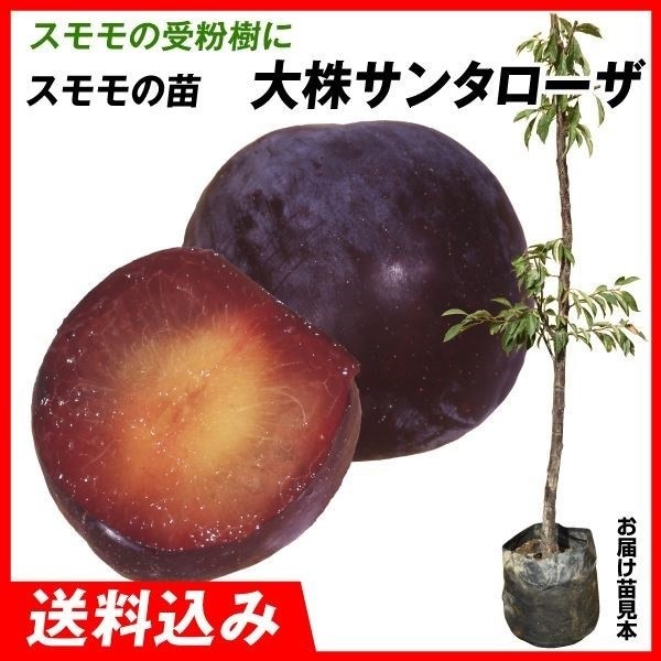 果樹苗 大株スモモ 大株サンタローザ 1株 送料込み
