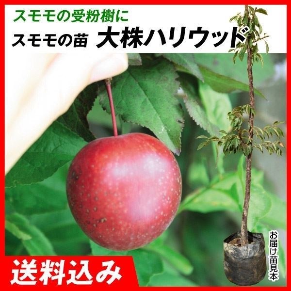 果樹苗 大株スモモ 大株ハリウッド 1株 送料込み