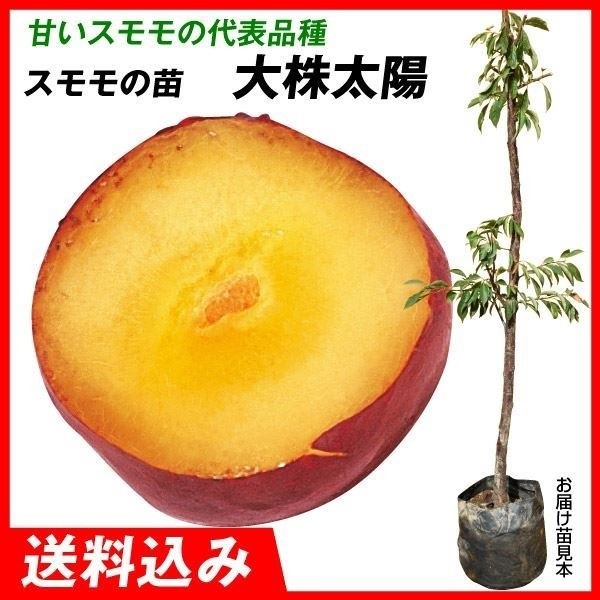 果樹苗 大株スモモ 大株太陽 1株 送料込み