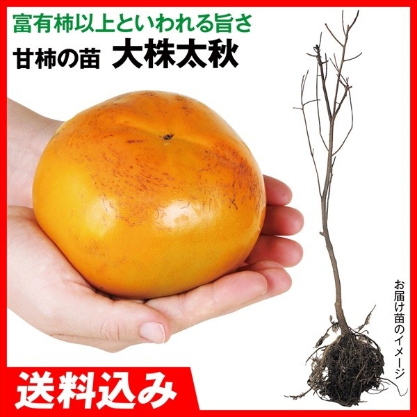 果樹苗 大株甘柿 大株太秋 1株 送料込み