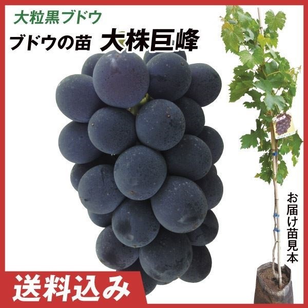 果樹苗 大株ブドウ 大株巨峰 1株 送料込み