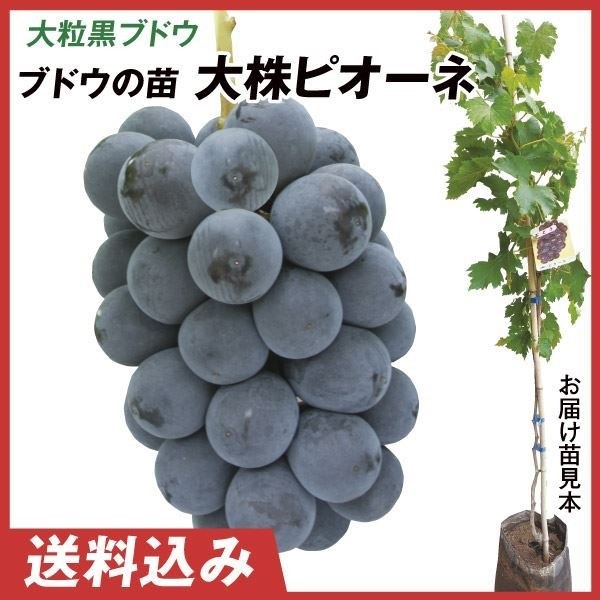 果樹苗 大株ブドウ 大株ピオーネ 1株 送料込み
