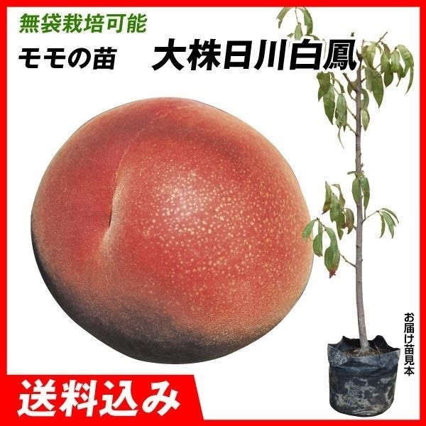 果樹苗 大株モモ 大株日川白鳳 1株 送料込み